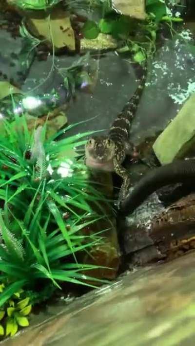 This video illustrates the difference between the two alligators at work (Loki and Sylvie)