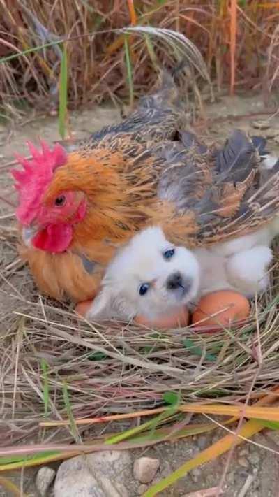 Puppy Greets Friendly Chicken