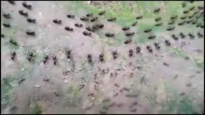 Truce between termites(top) and ants(bottom) with each side having their own line of guards.