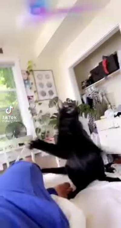 Cat dancing (found it on telegram)