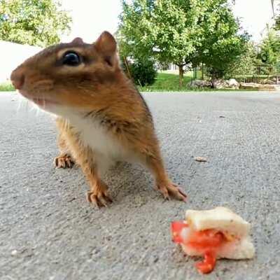 Incredulous chipmunk encounters a peanut butter and strawberry sandwich.