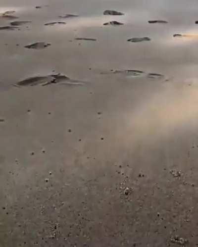 🔥 Horn-Eyed Ghost Crabs can move 100 body lengths per second