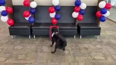 TSA dog TTirado's final search before retiring after working eight years in 2020.