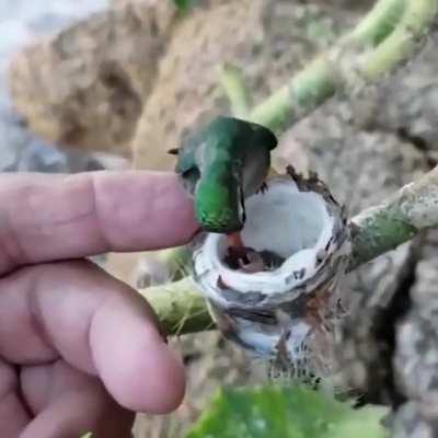 Didn't know hummingbird babies were this tiny