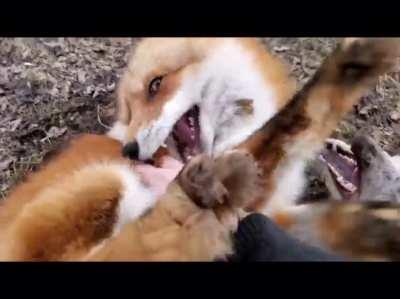 The actual sound foxes make