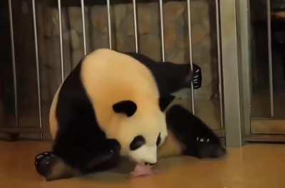 This is how a Giant Panda gives birth to a Cub