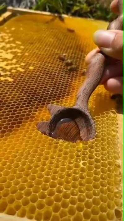 Scooping honey straight from a honeycomb