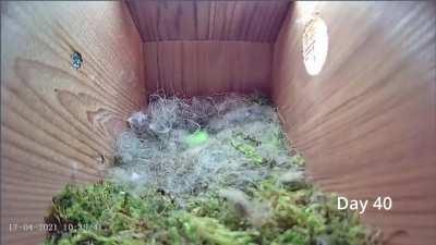 Bird building a home in an empty bird house and starting a family.