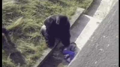 Silverback Gorilla attempts to comfort a child that has fallen into his enclosure