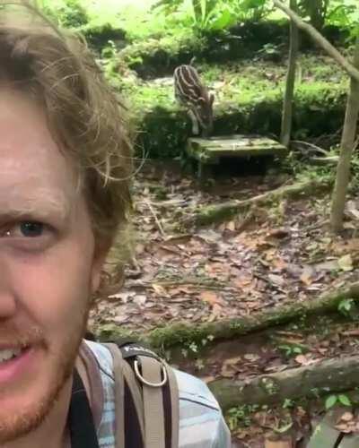 Wildlife photographer meets a very curious baby Tapir