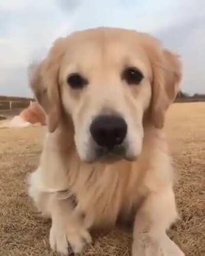 Golden Eyebleach