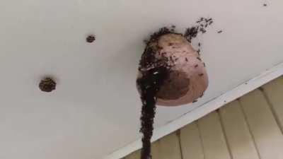 Incredible chain of ants so they can attack the wasp nest