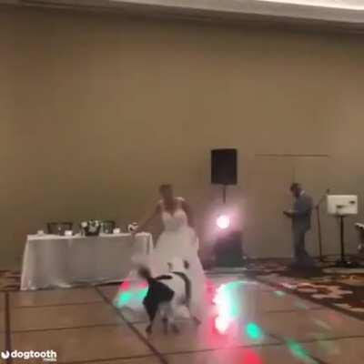 Doggo dances with owner at her wedding 🖤