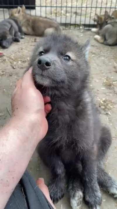 [OC] Wolfdog puppy enjoys cuddles