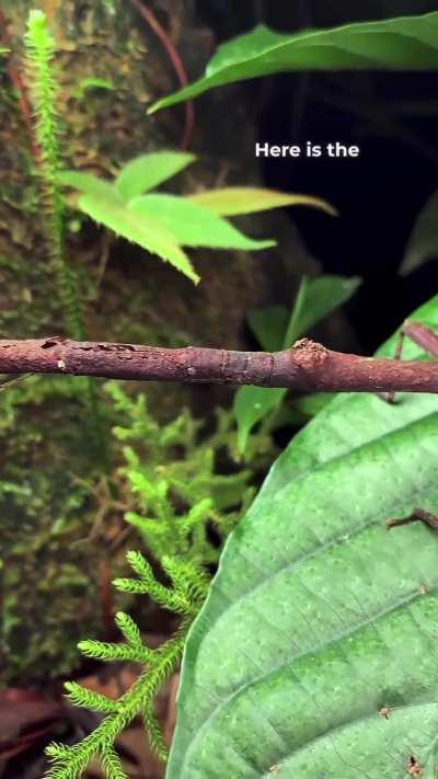 Camouflage of this stick insect is so well done you can't believe your eyes