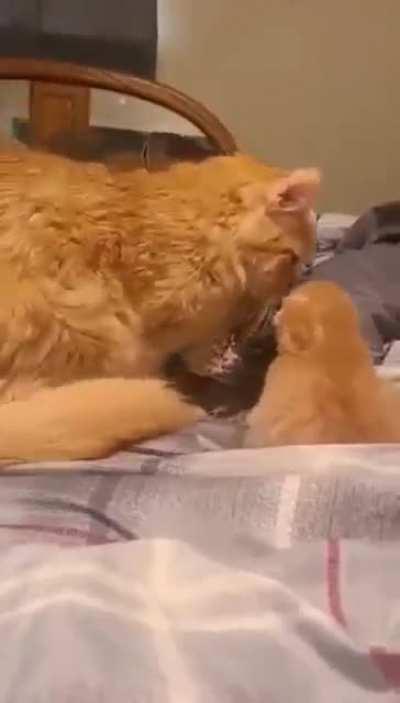 cat introducing 1 one week old kitten to dog friend