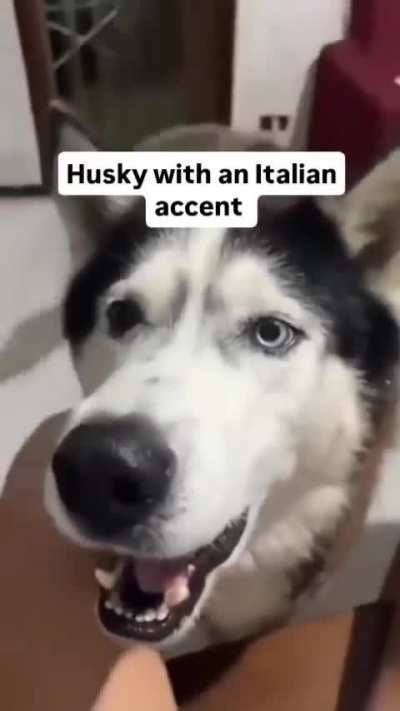 Ever seen a husky from Italy? 