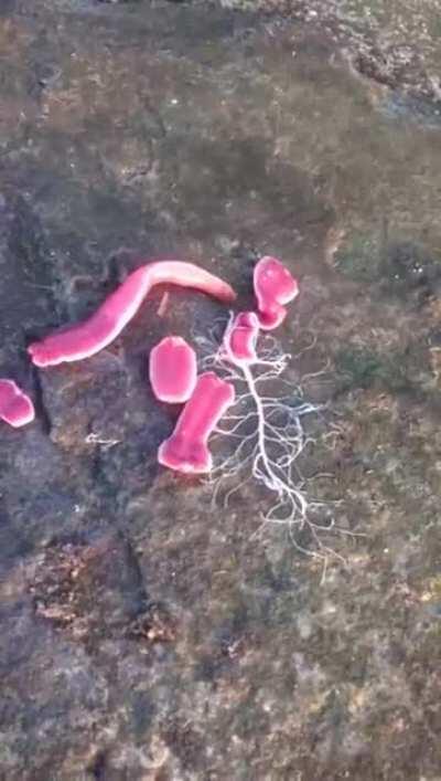 Nemerteas aka Ribbon Worms