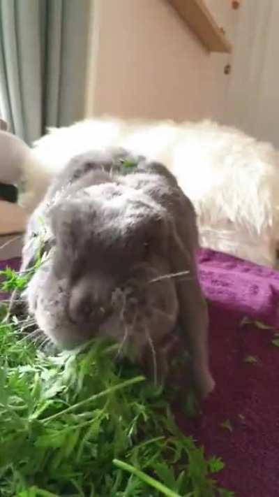 Every time my gf feeds her bunny carrot greens he puts his head in the pile and covers his head in them