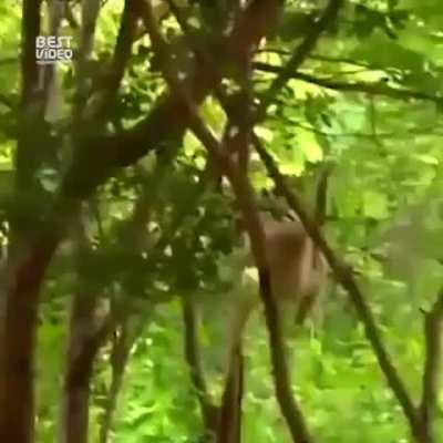 🔥 Gibbon monkey harassing tigers. 