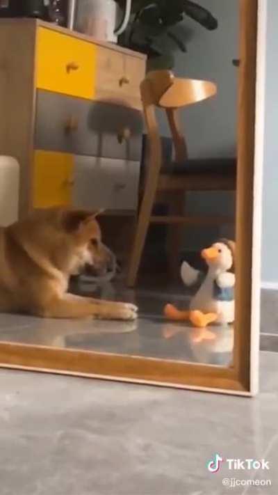 Doggo ducko screamo