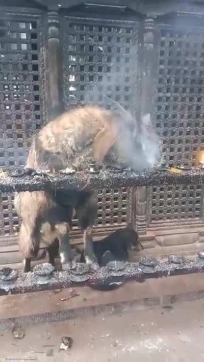 Goat in Nepal inhaling and exhaling smoke