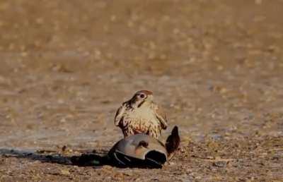 falcon takes out a mallard