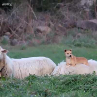 Laziest sheep herding dog ever