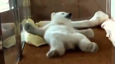 baby polar bear waking up