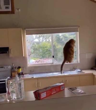 They put tinfoil on the kitchen counters…