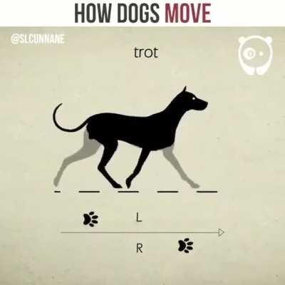 This neat demonstration of different canine gaits