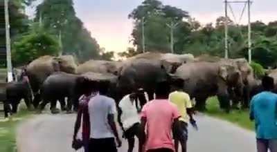 🔥 WCGW If We harass a pack of elephants. : Whatcouldgowro...