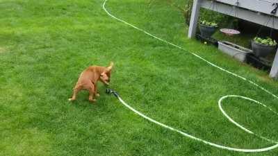 Brave Puppy Fights Enormous Snake