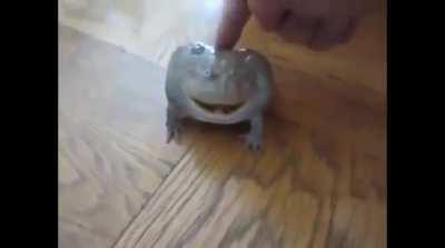 Froggo