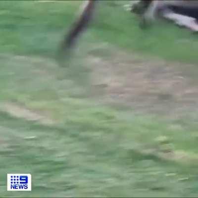 Two kangaroos having a very intense fight.