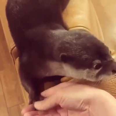 Otter Wants Its Paws Held For Comfort !