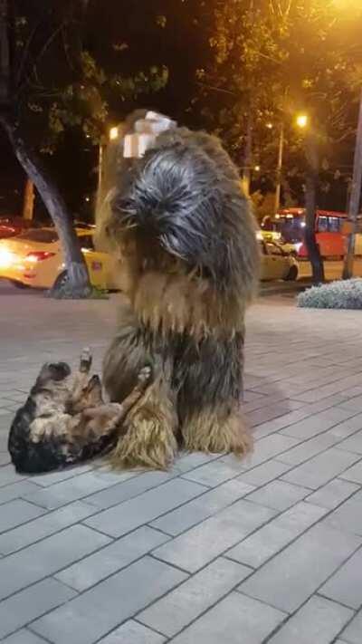 Chewbacca cuddles dog which looks like him