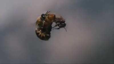 An extraordinary video of a queen bee inflight mating. The ejaculation of a drone bee is so powerful that his endophallus ruptures and he quickly dies.