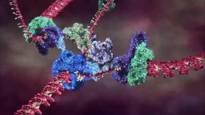 Helicase is the molecular machine that duplicates DNA before cell division. It spins as fast as a jet engine adding 1,000 nucleotides per second to the growing chain and only makes 1 mistake every 100,000 couplings! More in the comments.