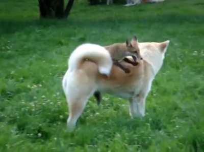 Fox jumps to makes friends with the doggo..