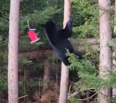 Big, bad, birdseed-craving bears can be aww-some, too :-)