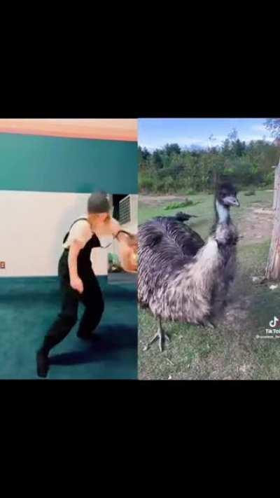 Amazing choreography by Stanley the emu (sound on)