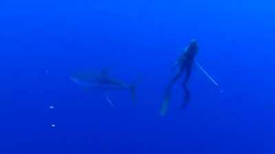 Two divers just enjoying nature