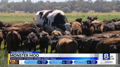 Absolute unit of a cow stands over 6ft tall