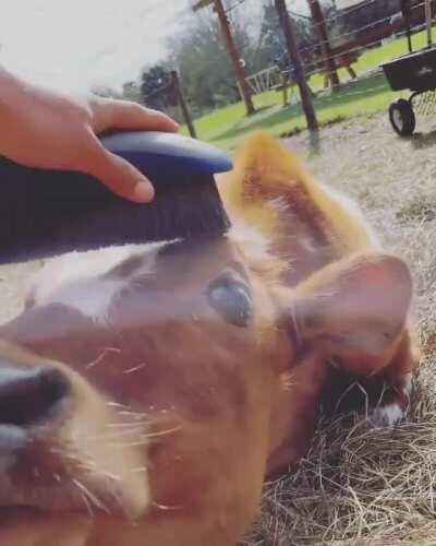 Cow being brushed at an animal sanctuary