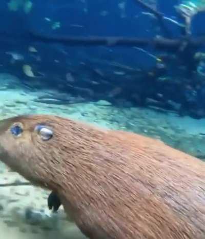 I had no idea that capybaras are so agile underwater