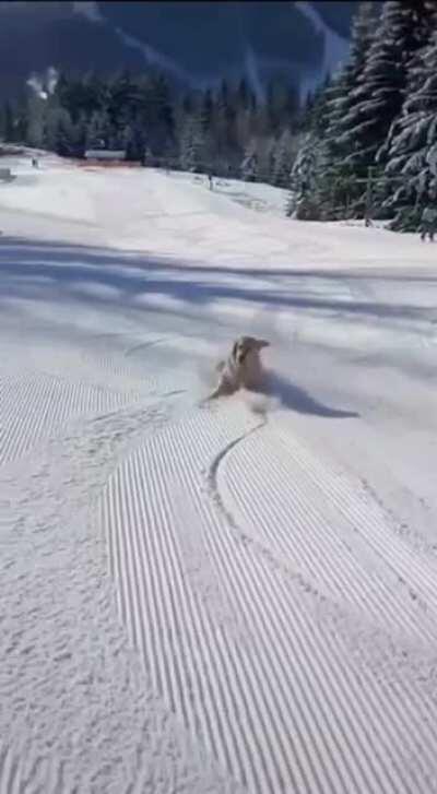 Hope this Snow Pup starts your day off right!