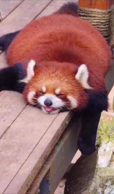 this red panda's smile and body