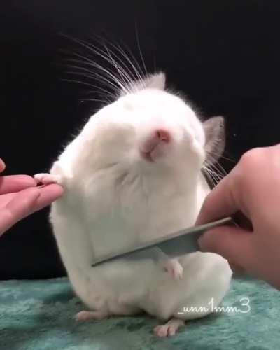 A Chinchilla Getting Brushed is the Epitome of Happiness