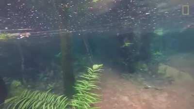 Heavy rain submerged this hiking trail in crystal clear water